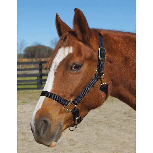 Weaver Nylon Halter Average Horse Size